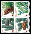 Holiday Evergreens