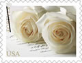 Wedding Roses