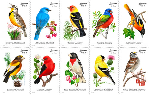 Song Birds