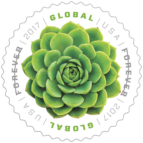 Green Succulent