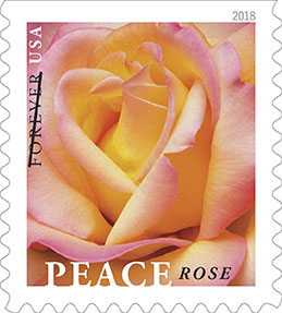 Peace Rose