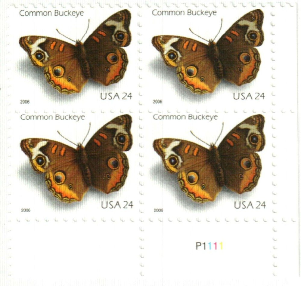 Common Buckeye Butterfly