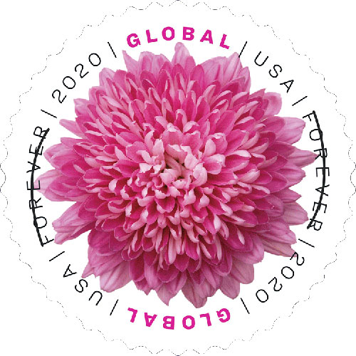 Chrysanthemum Global