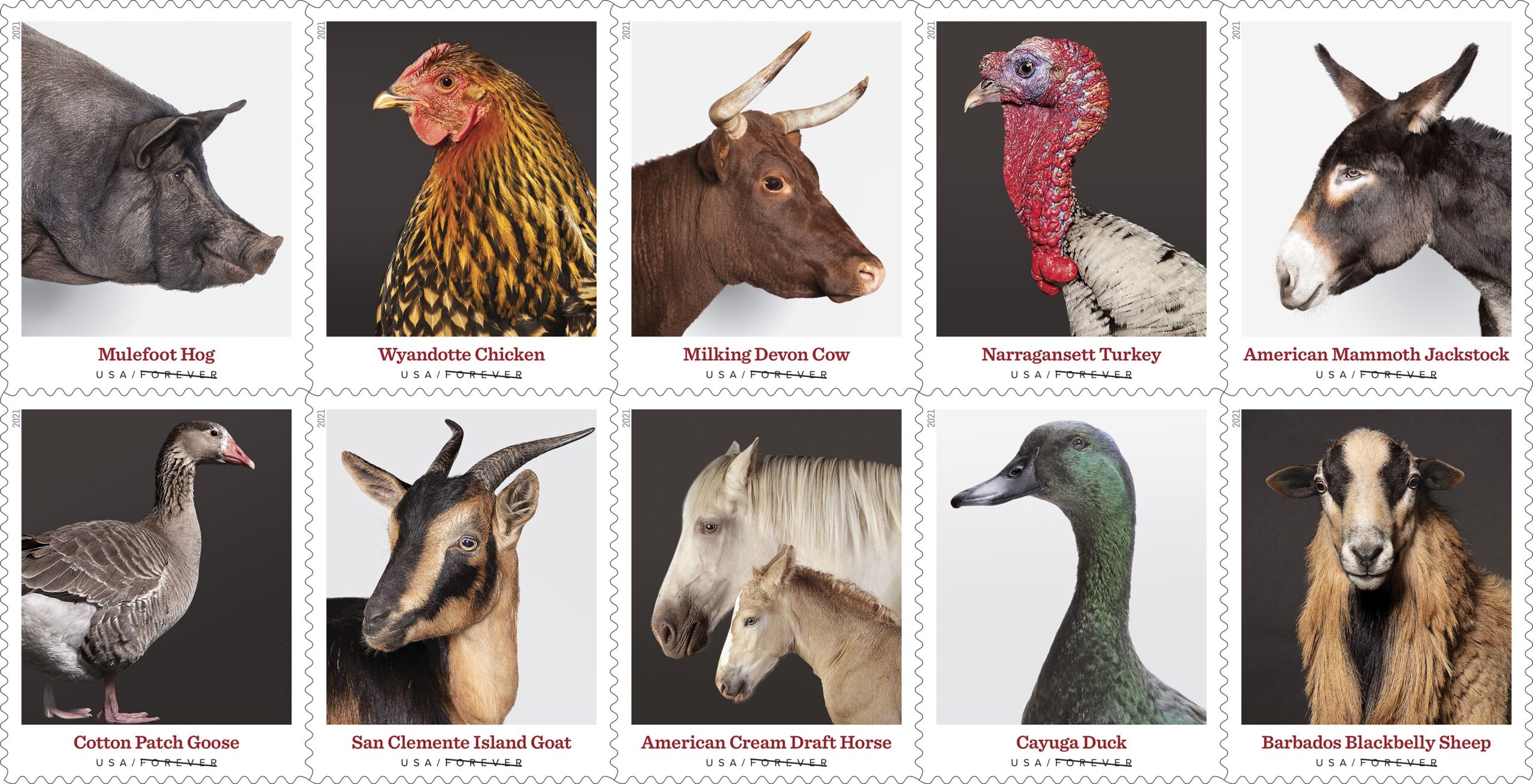 Heritage Breeds
