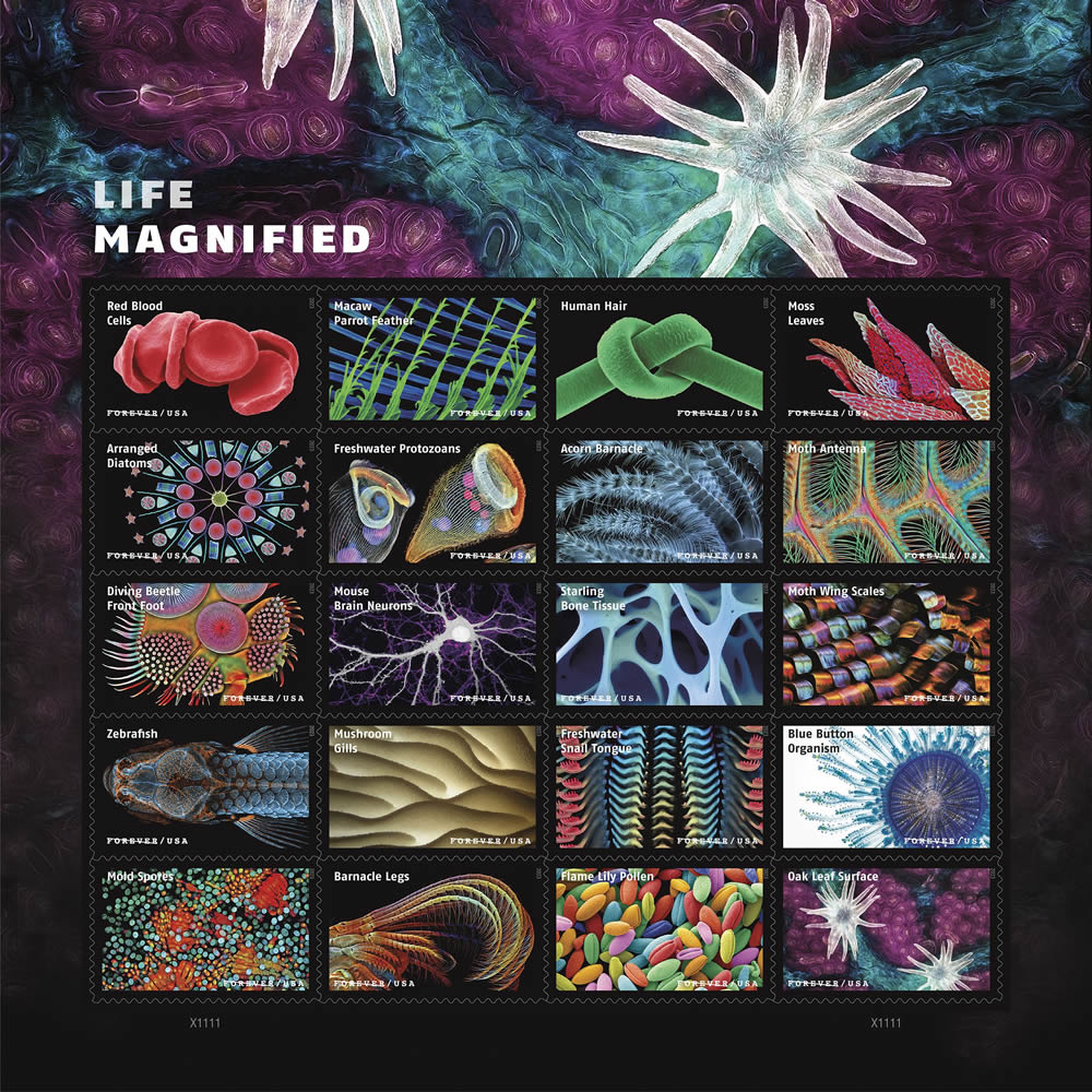 Life Magnified USPS stamp