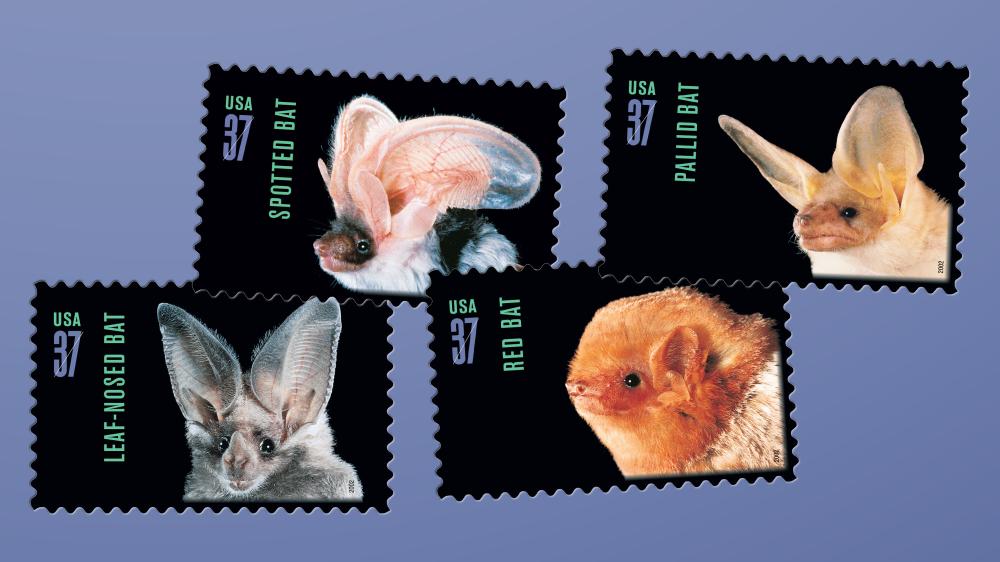 American Bats
