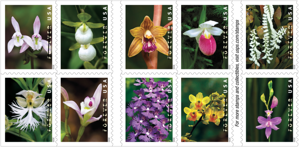 Wild Orchids