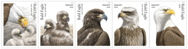 Bald Eagle: Hatchling to Adult USPS stamp