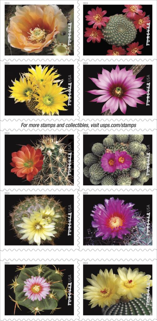 Cactus Flowers