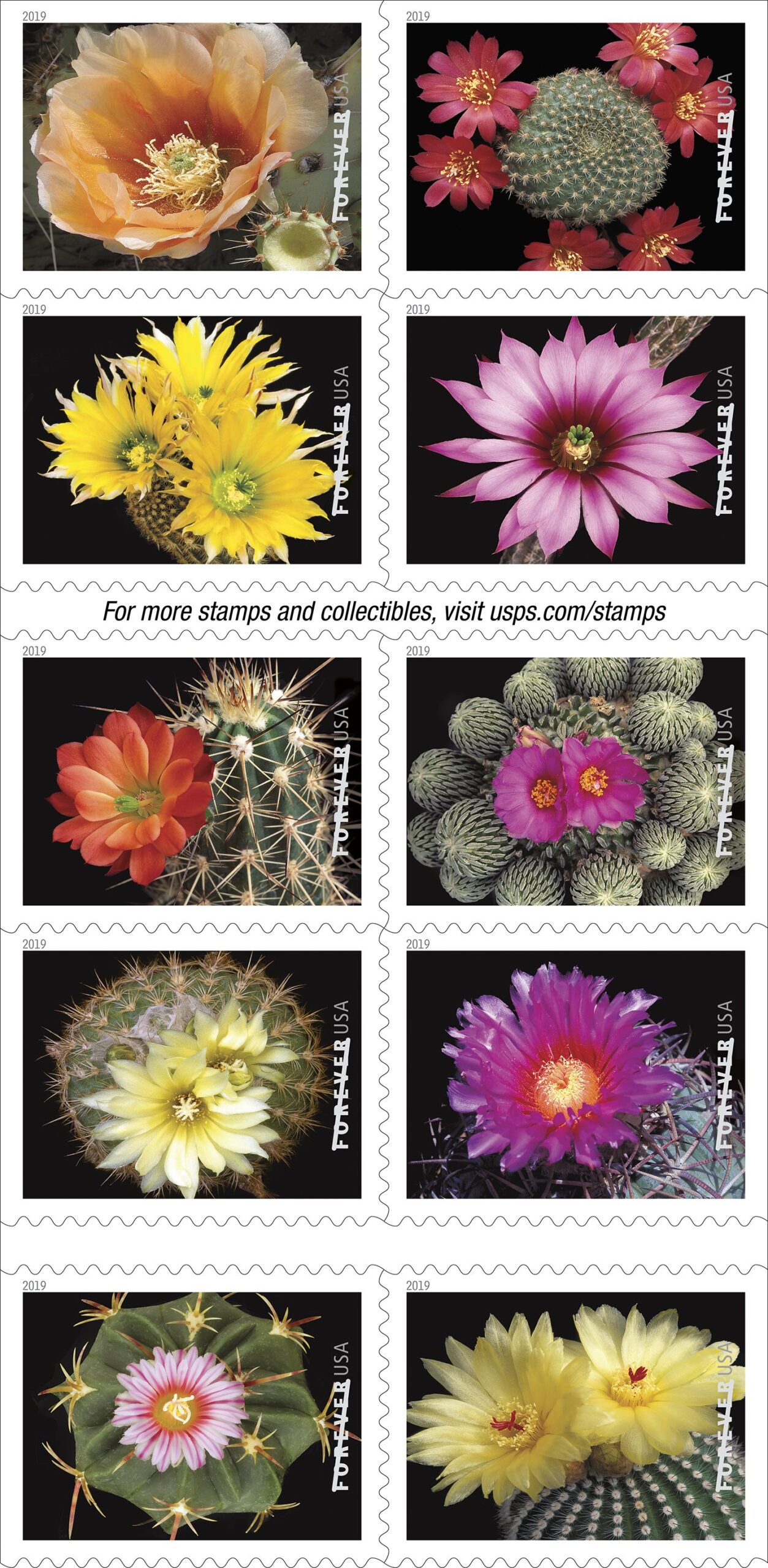 Cactus Flowers