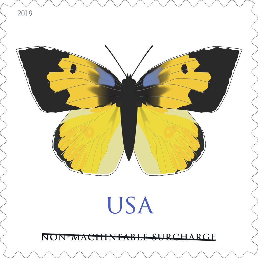 California Dogface Butterfly