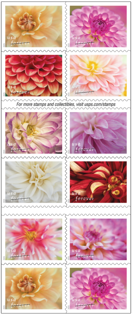 Dahlias