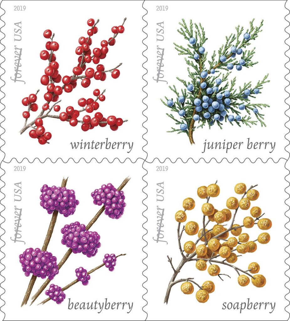 Winter Berries